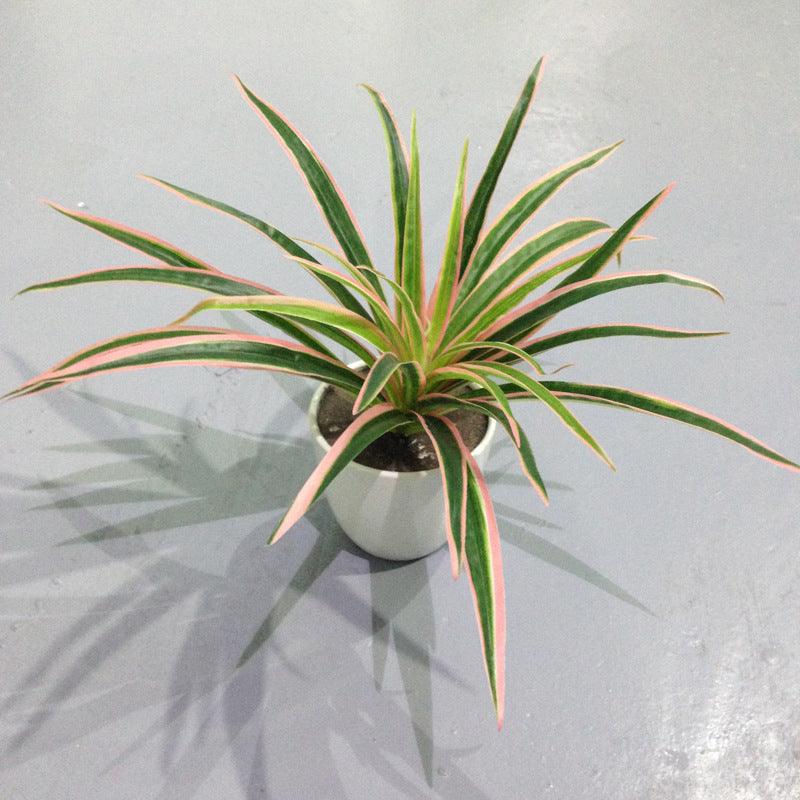 Fake Grass Potted Artificial Flower Window Decoration Small Ornament Hanging Basket - Pacisia