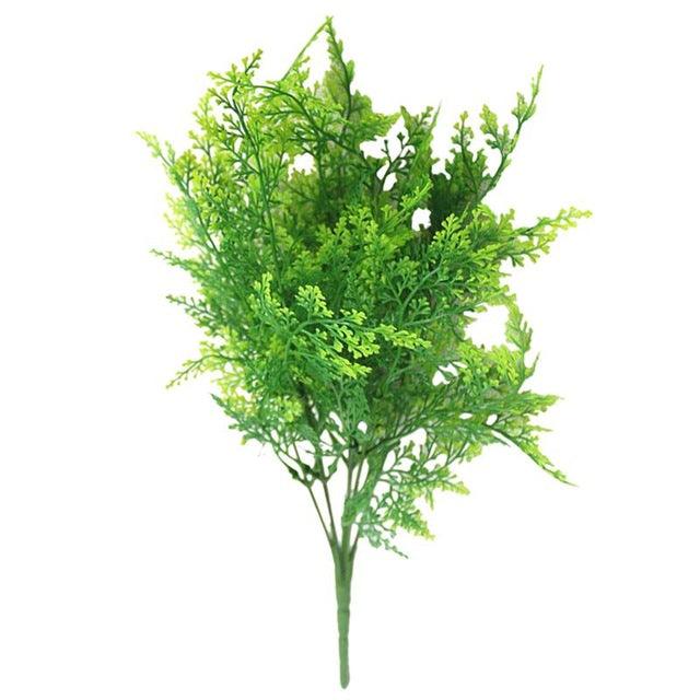 7 fork water grass - Pacisia