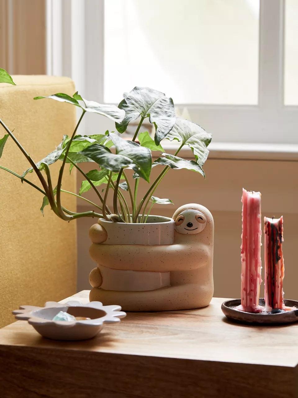 Cute, Creative And Green Plant Potted Plants - Pacisia