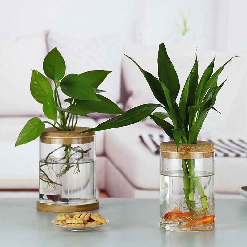 Indoor Green Plant Decoration Glass Bottle For Hydroponic Plants - Pacisia