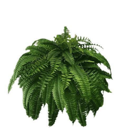 Artificial Fern Flower Arrangement Green Plant Plastic Crafts - Pacisia