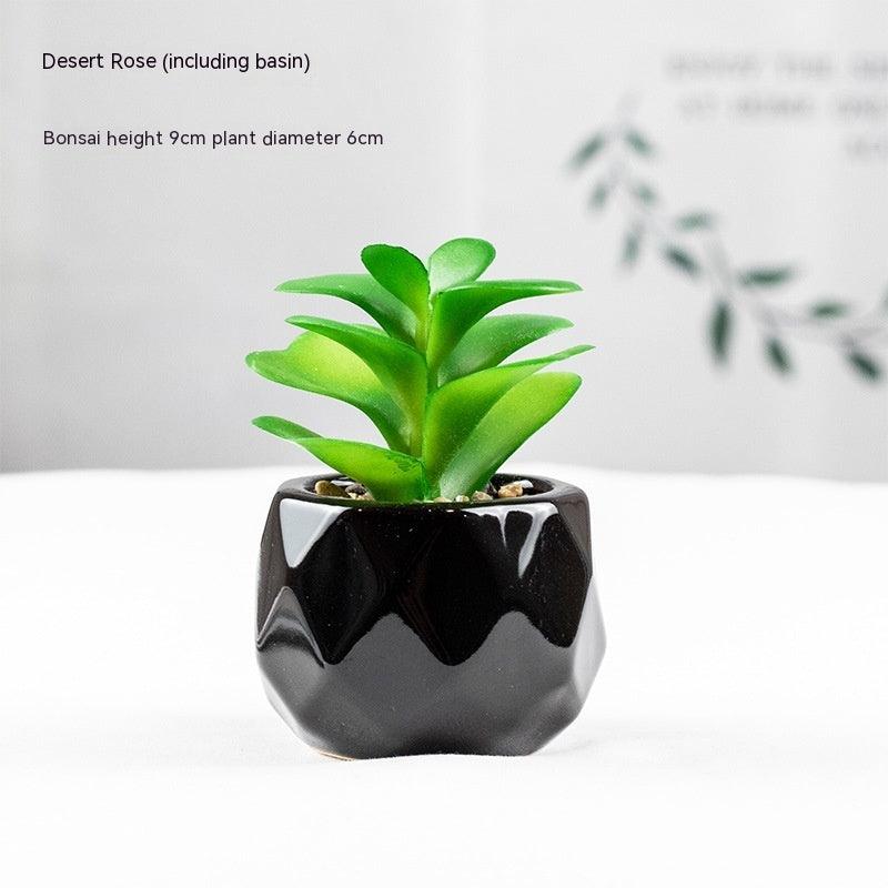 Artificial Succulents with Pots - Pacisia