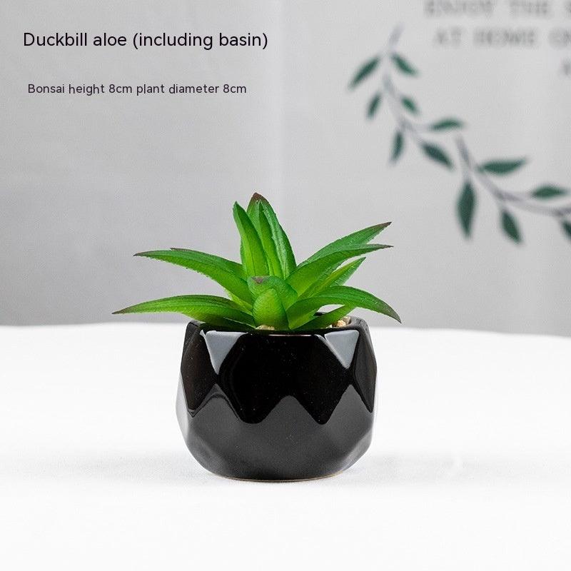 Artificial Succulents with Pots - Pacisia