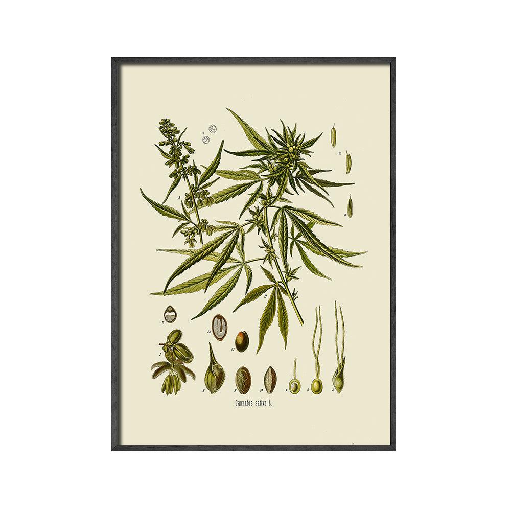 Botanical Leaf Art Print - Vintage Cannabis Sativa Wall Art Decor - Pacisia
