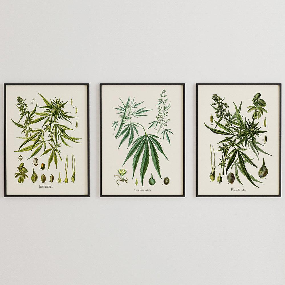 Botanical Leaf Art Print - Vintage Cannabis Sativa Wall Art Decor - Pacisia