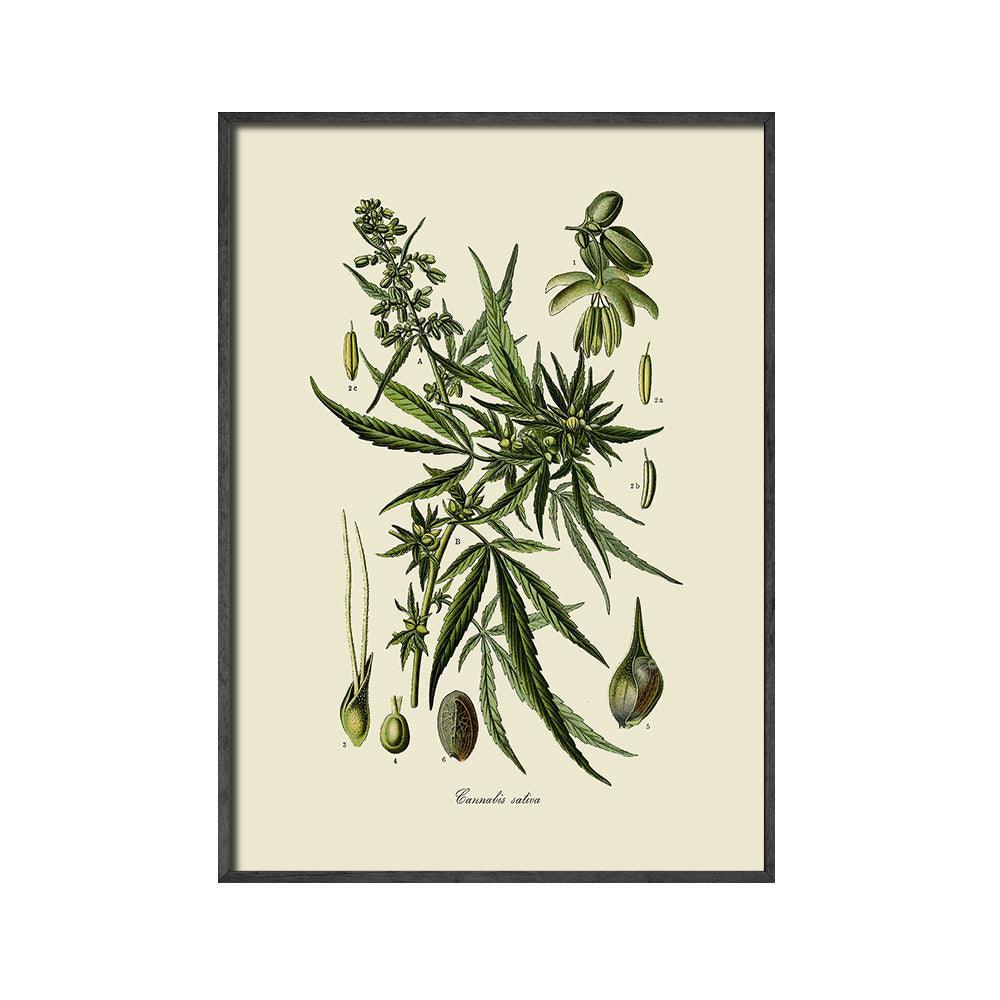 Botanical Leaf Art Print - Vintage Cannabis Sativa Wall Art Decor - Pacisia