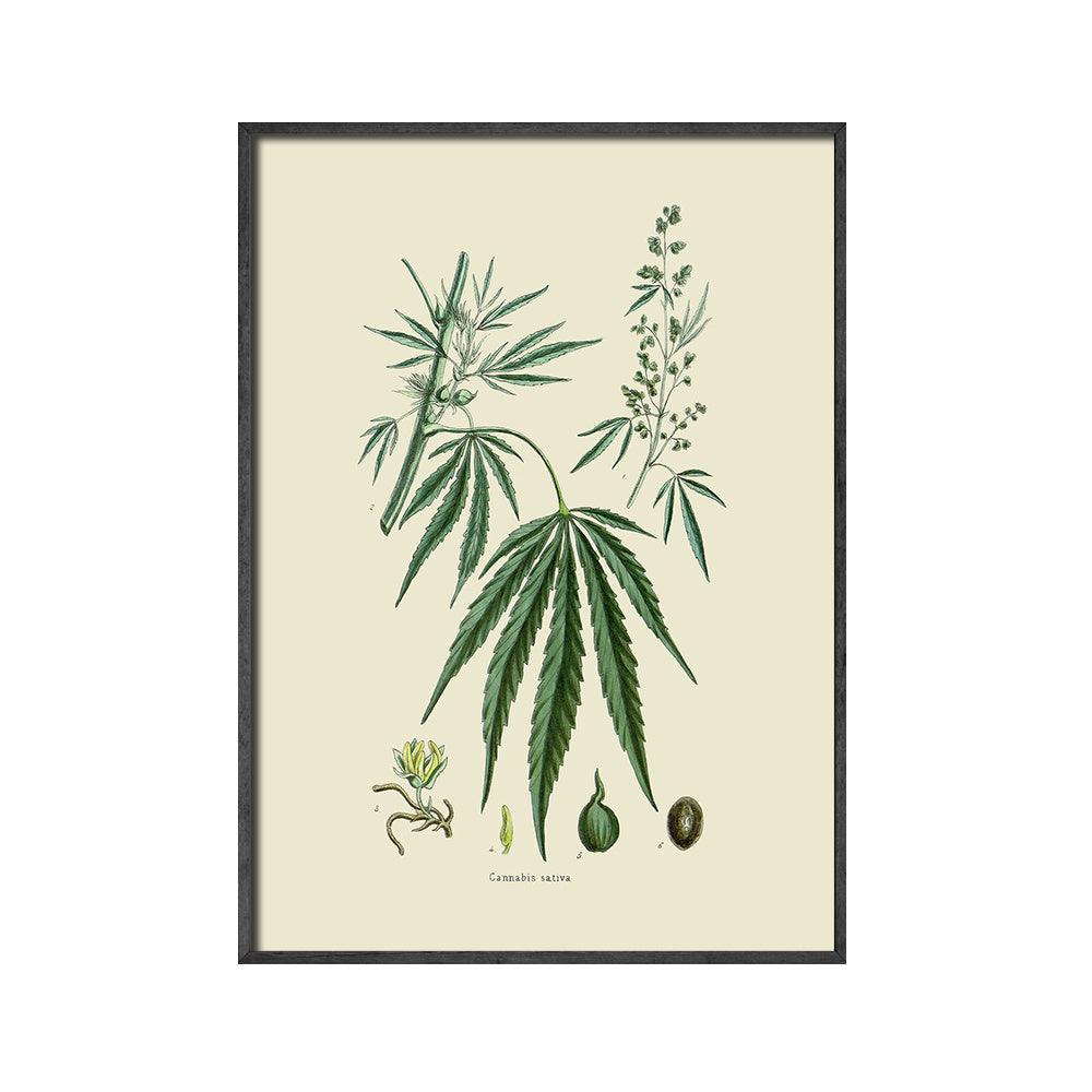 Botanical Leaf Art Print - Vintage Cannabis Sativa Wall Art Decor - Pacisia