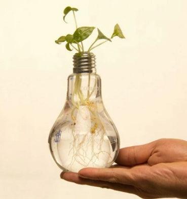 Creative Free Shipping Transparent Glass Bulb Vase - Pacisia