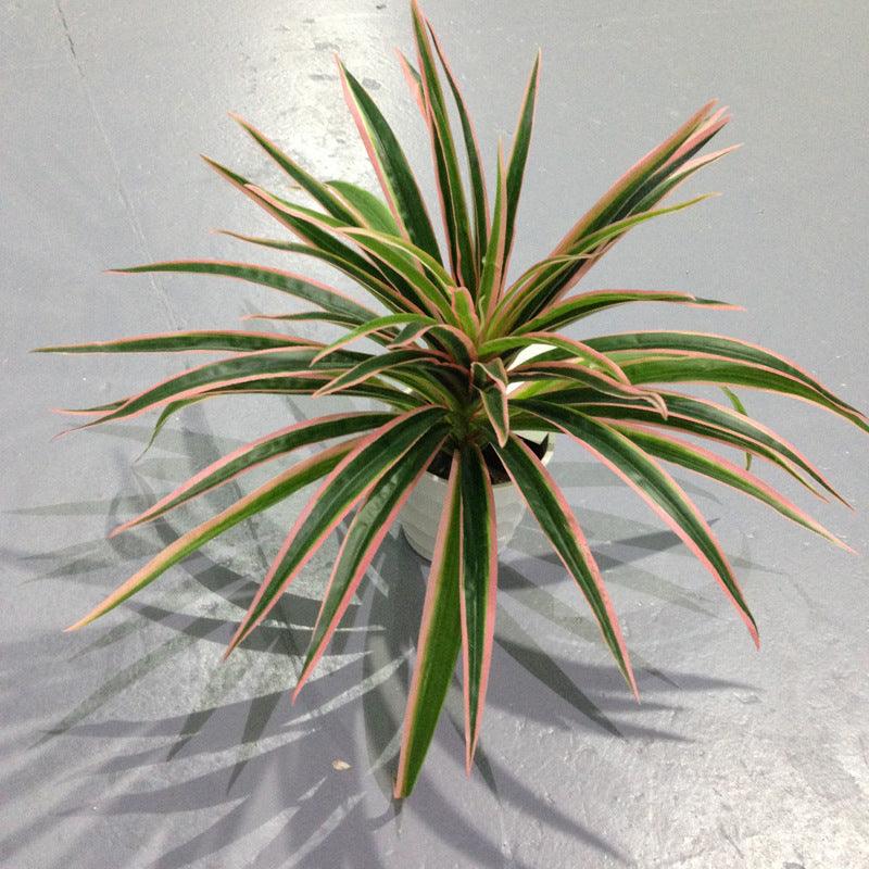 Fake Grass Potted Artificial Flower Window Decoration Small Ornament Hanging Basket - Pacisia