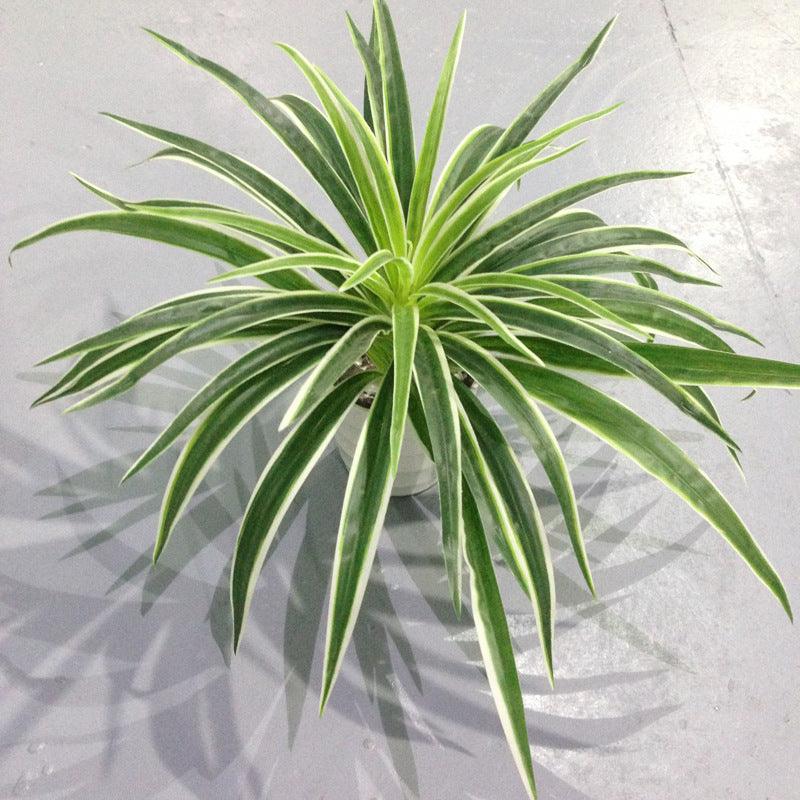 Fake Grass Potted Artificial Flower Window Decoration Small Ornament Hanging Basket - Pacisia