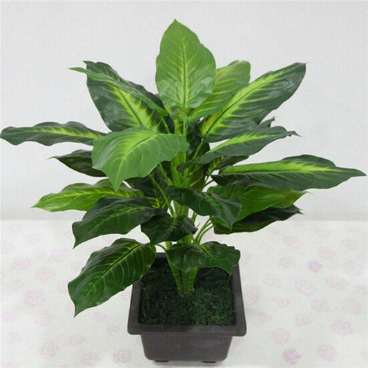 Faux Dieffenbachia Plant - Pacisia