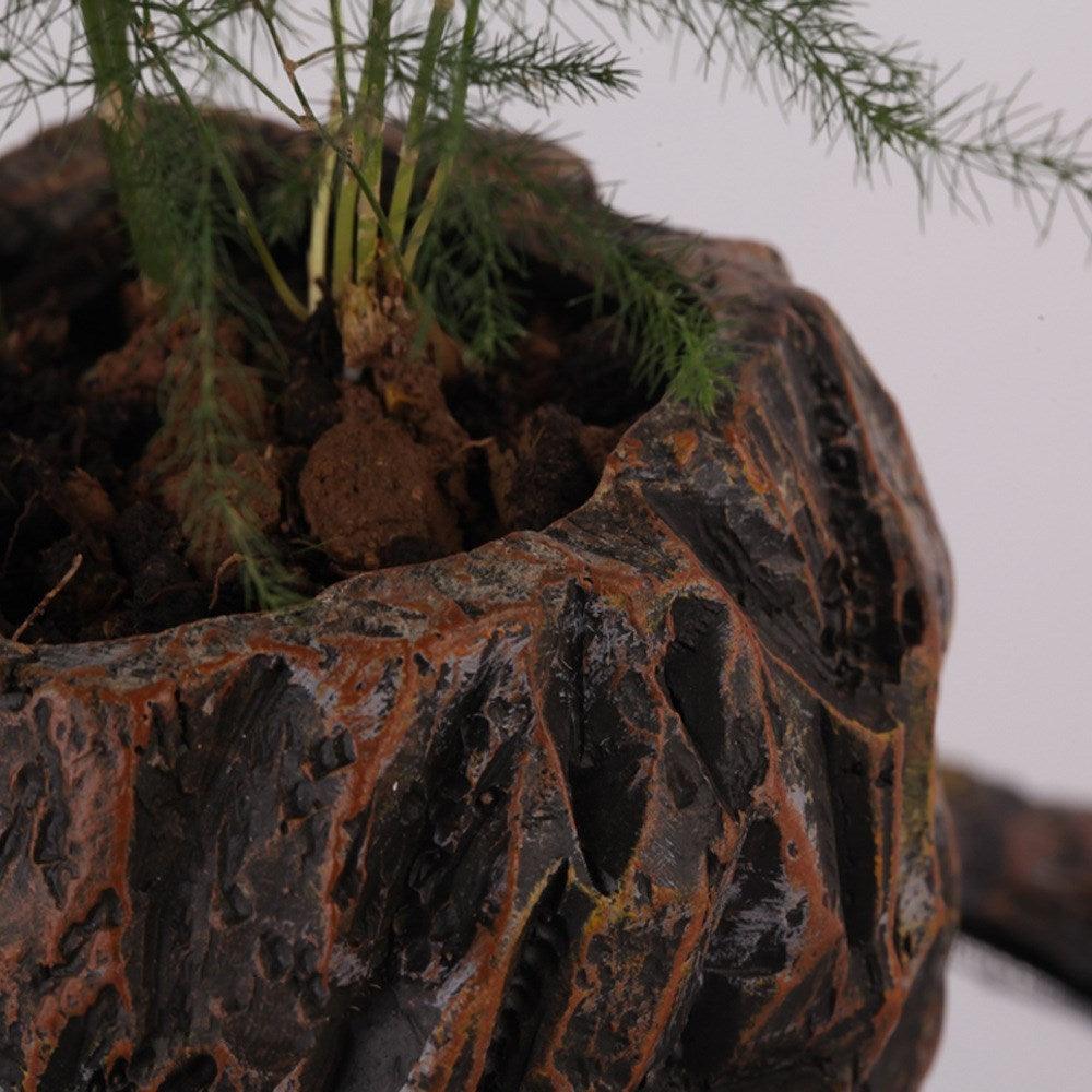 Floating Pot Plant - Pacisia