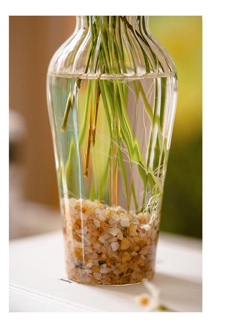 Glass Small Vase Transparent Water Culture Decoration - Pacisia