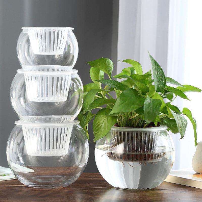 Hydroponic Plant Glass Bottle Transparent Glass Vase - Pacisia