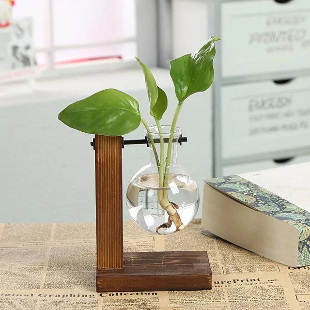 Hydroponic Transparent Plant Vases - Pacisia