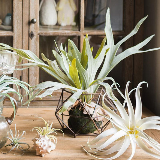 Large staghorn fern artificial flower - Pacisia