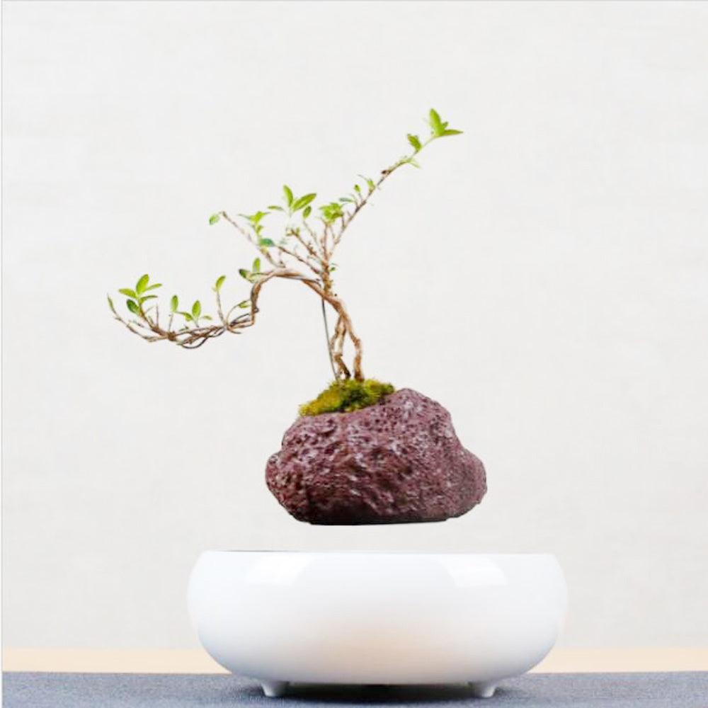 Magnetic Levitation Potted Plants - Pacisia